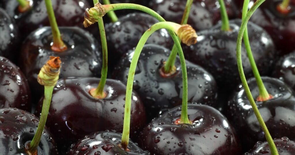 close-up of black cherries