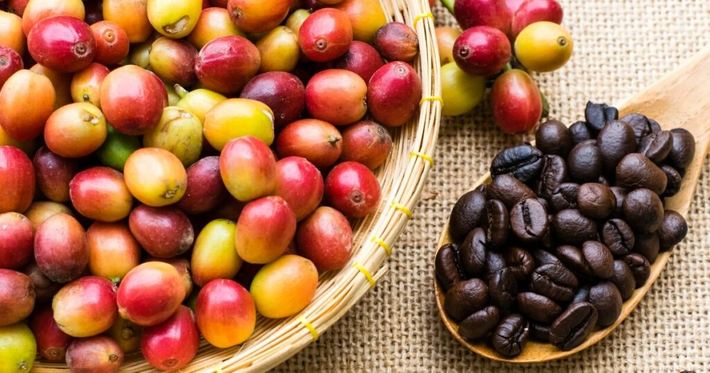 coffee cherries and coffee beans