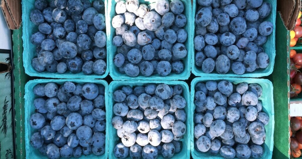 fresh blueberries farmers market