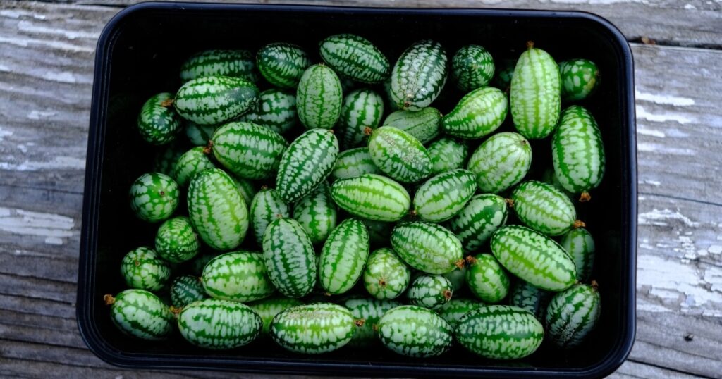 fresh whole cucamelons in container