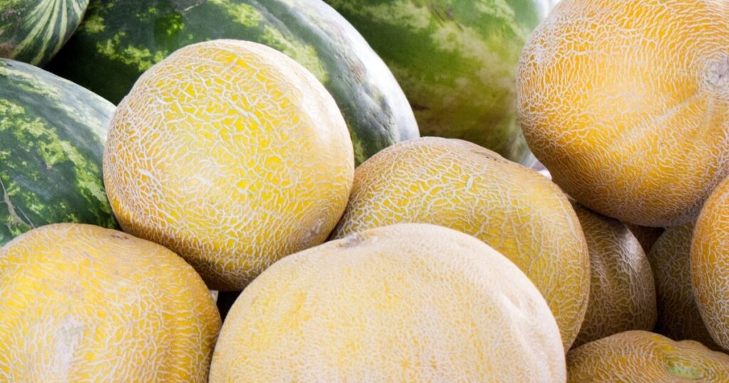 galia melons at market