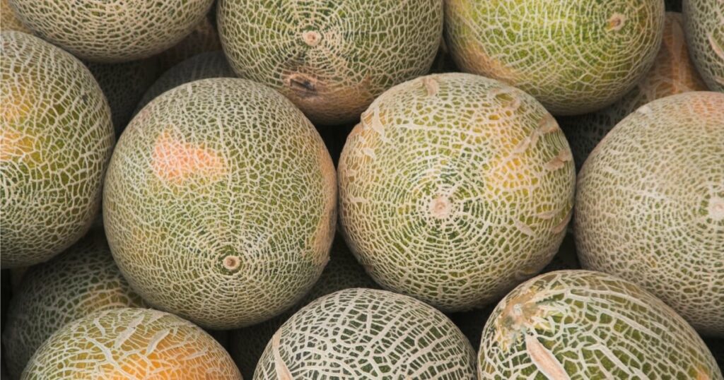musk melon at grocery store