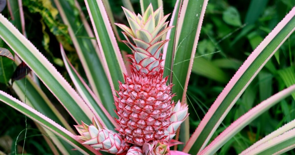 pink pineapple growing