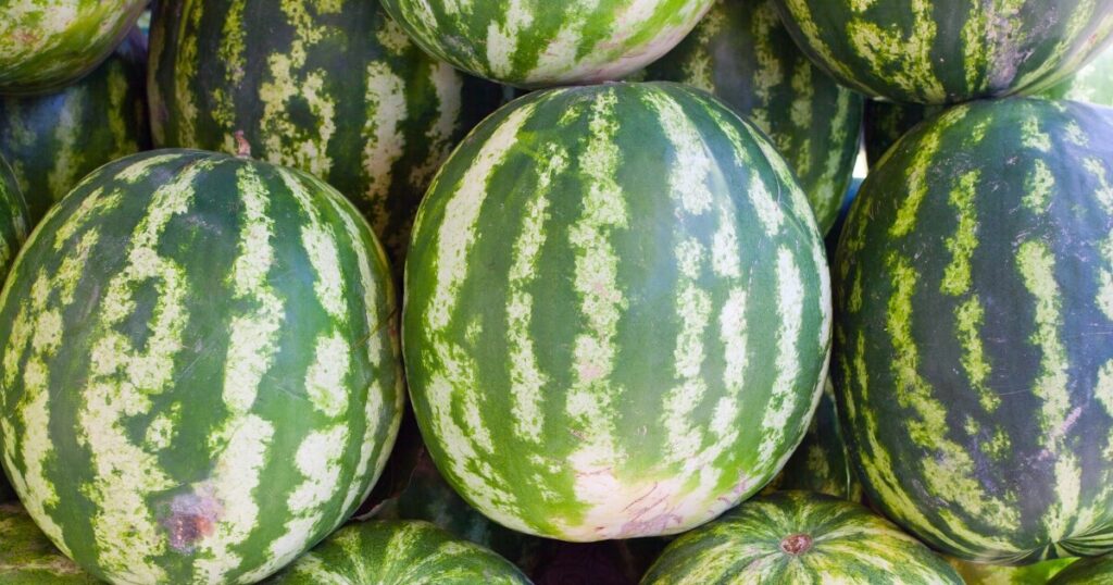 ripe watermelon at market