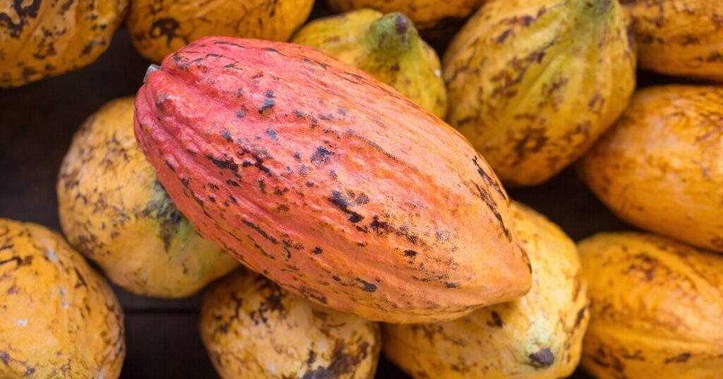 what cacao fruit looks like