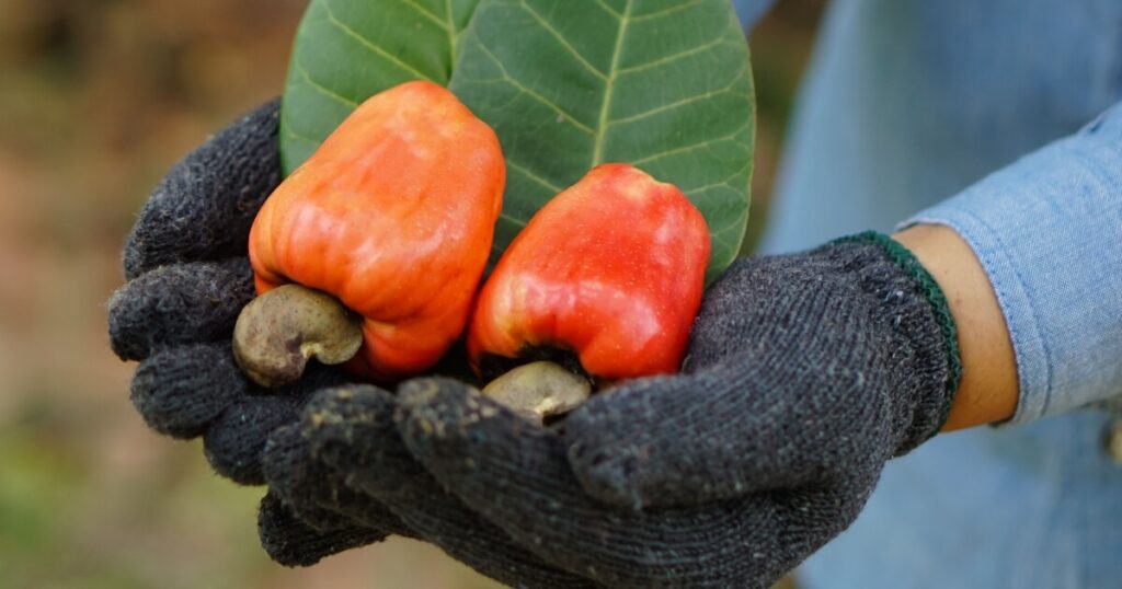 what cashew apples look like
