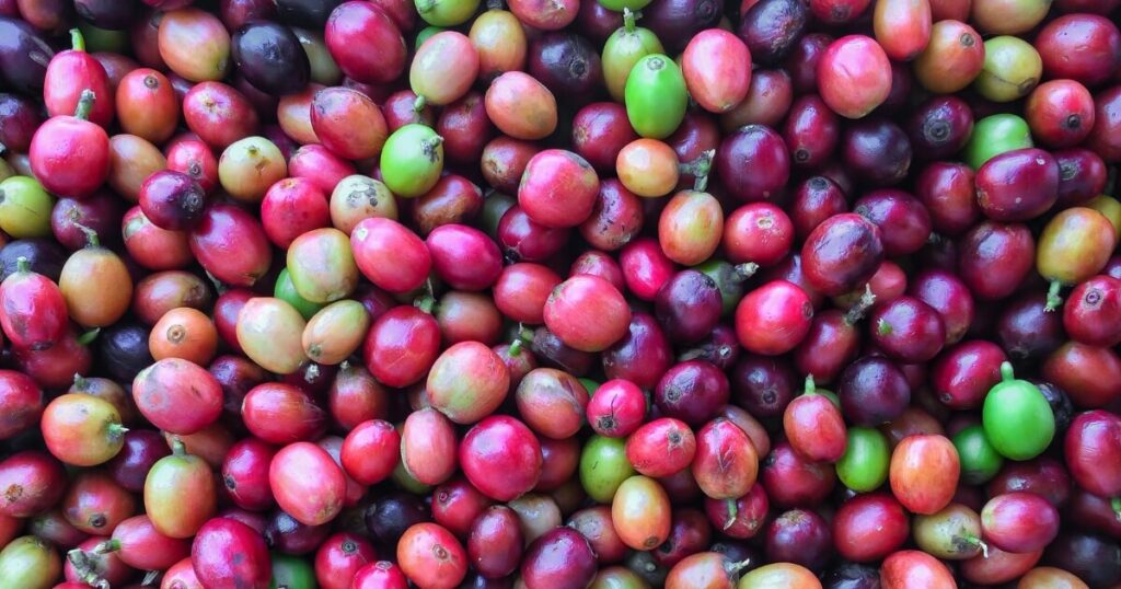 what coffee cherries look like