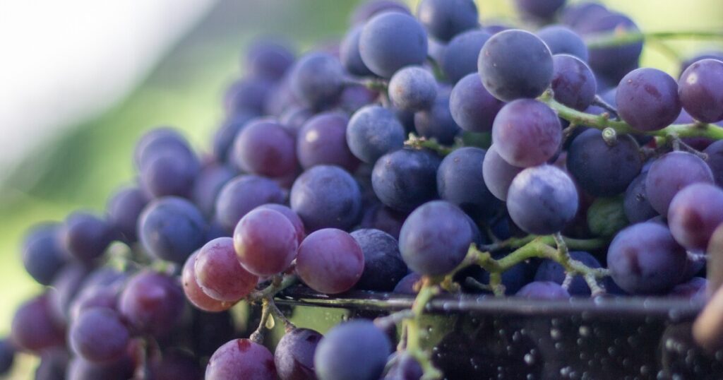 what concord grapes look like