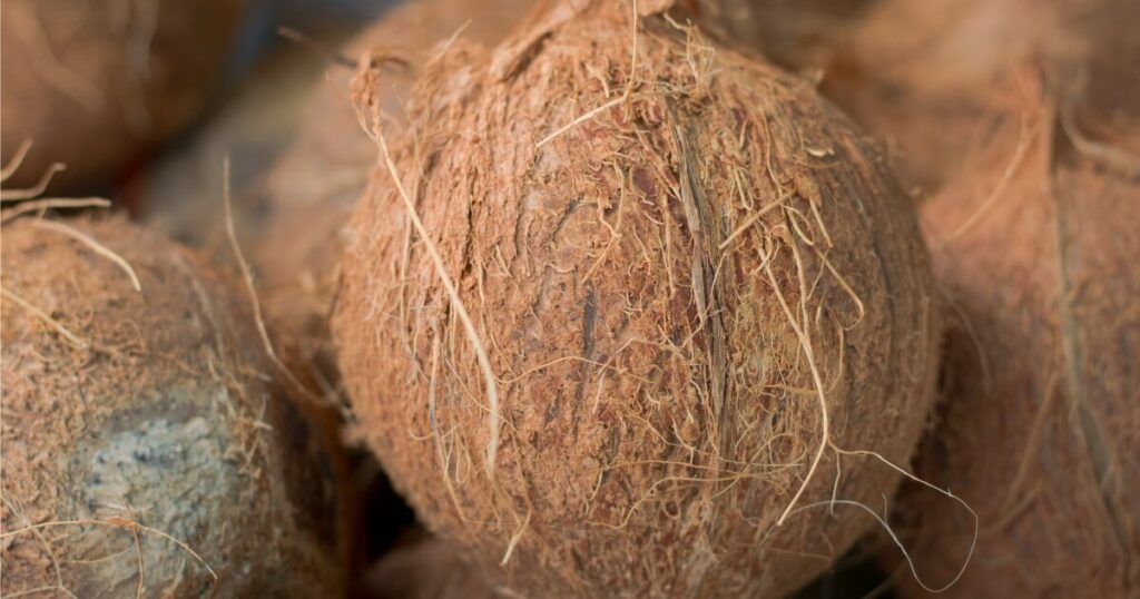what do coconuts look like at market