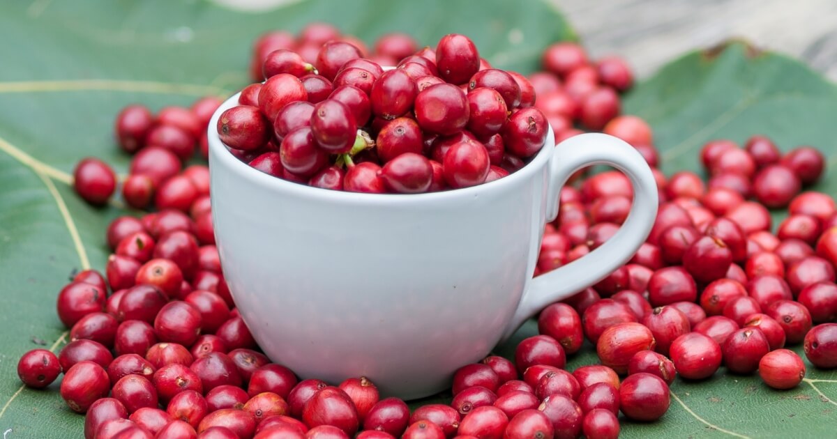 What Do Coffee Cherries Taste Like