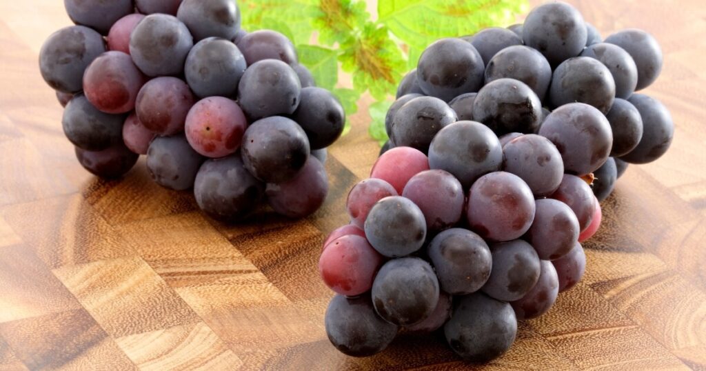 What Do Concord Grapes Taste Like