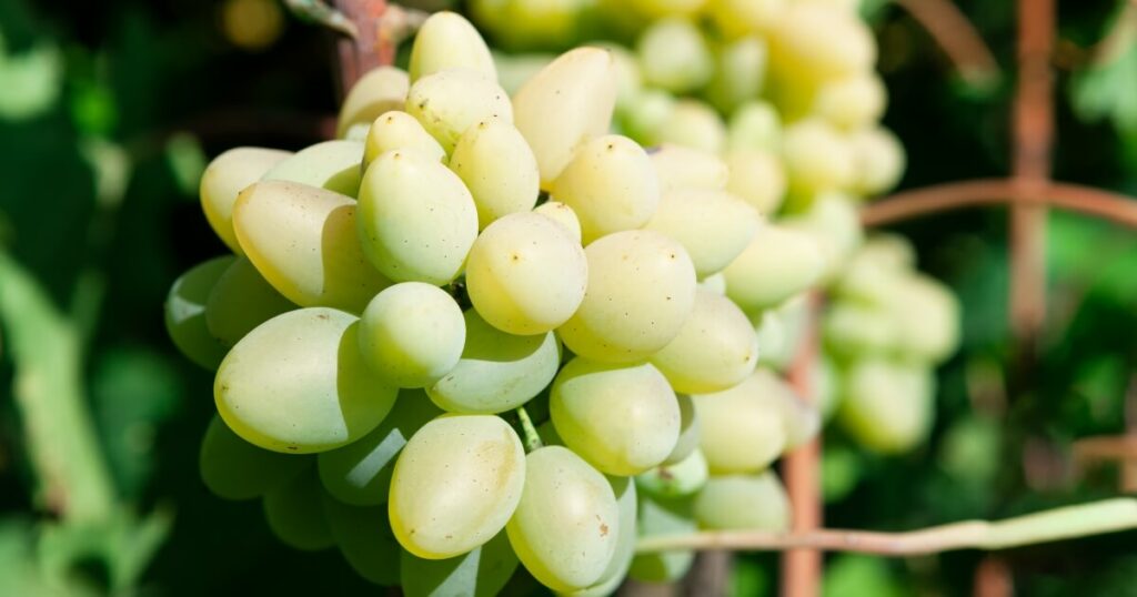 What Do Cotton Candy Grapes Taste Like