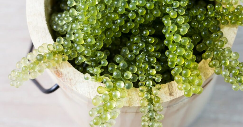what do sea grapes look like