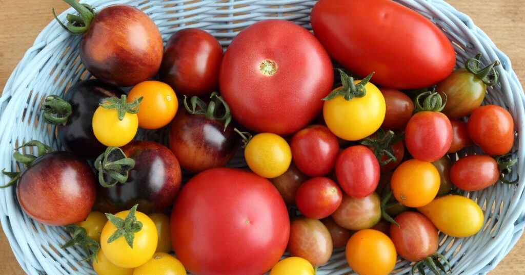 what do tomatoes look like