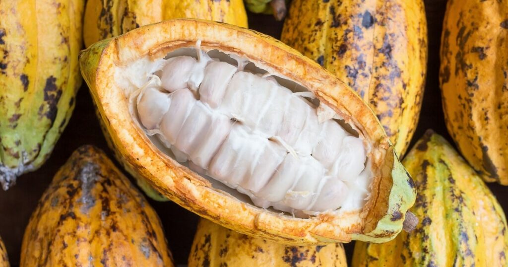 What Does Cacao Fruit Taste Like