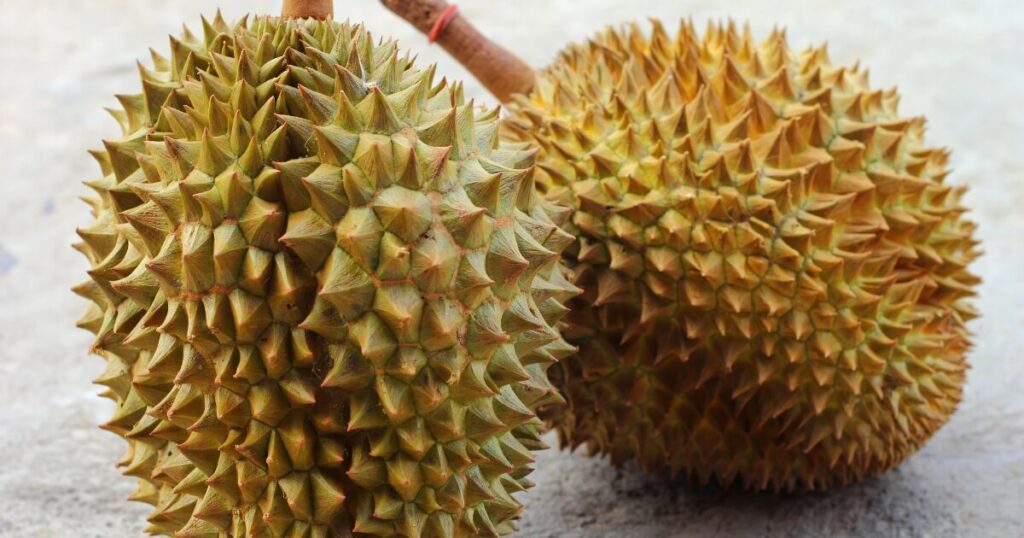 what durian looks like