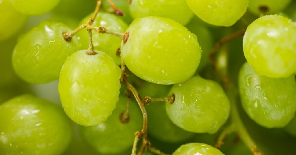 what green grapes look like