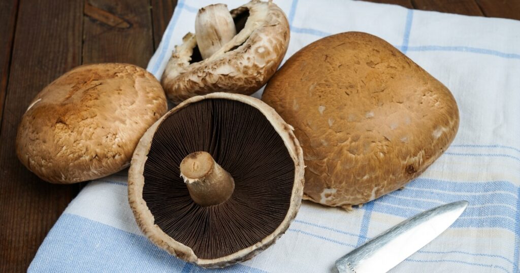 what portabella mushrooms look like
