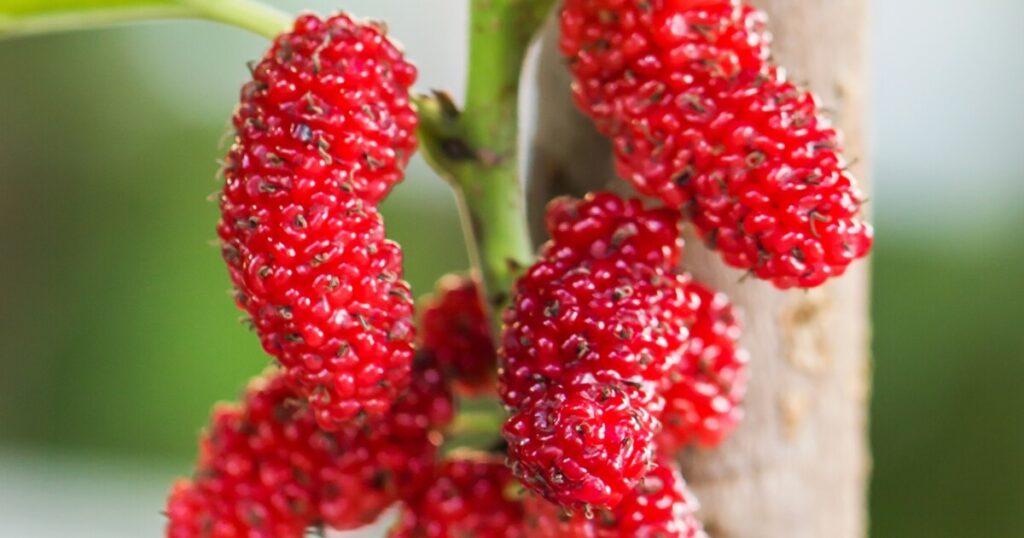 what red mulberries look like