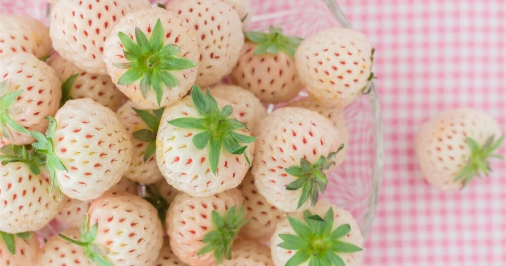 what white strawberries (pineberries) look like