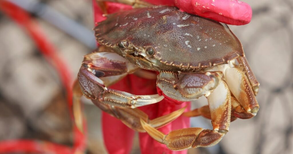 clean live dungeness crab