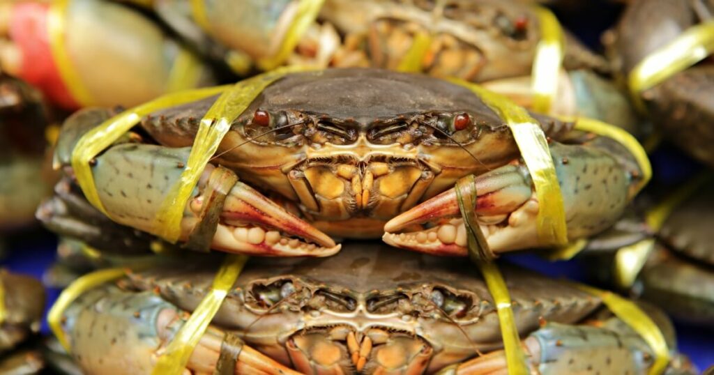 crabs at market for sale