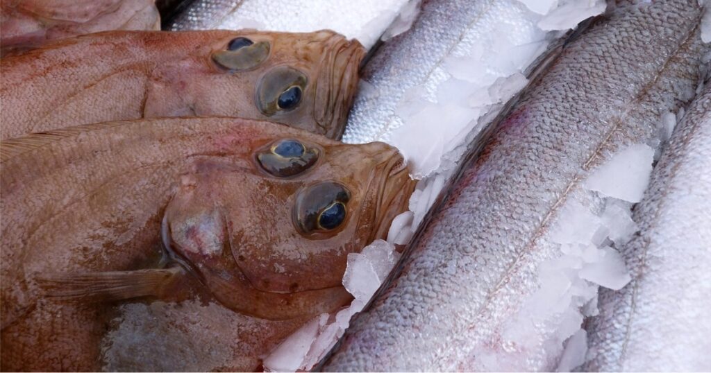 flounder on ice fish market