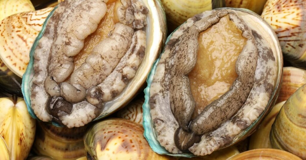 fresh abalone for sale
