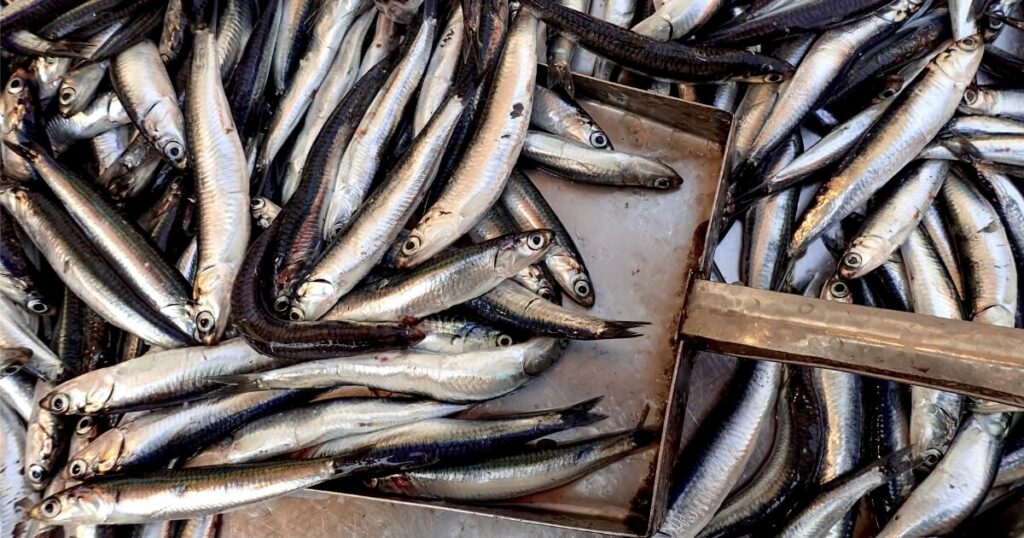 fresh anchovies market
