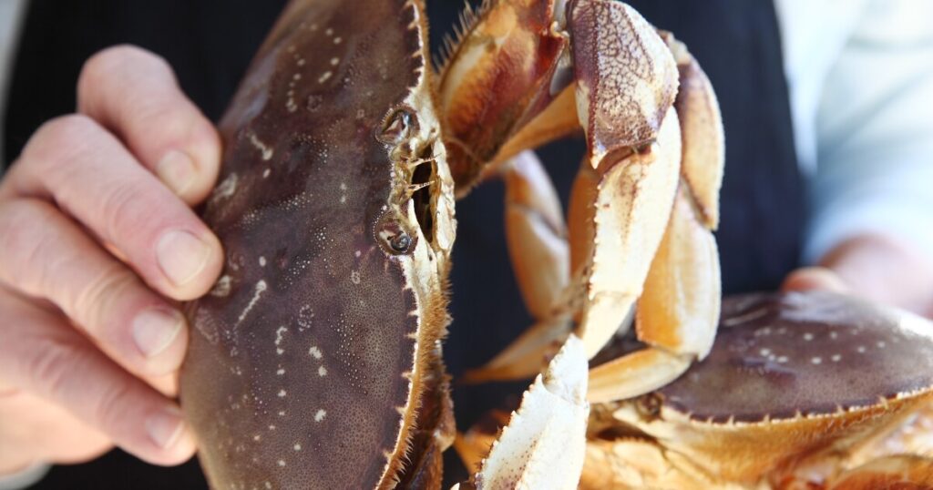 fresh dungeness crab at market
