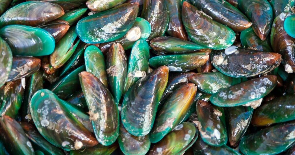 fresh green mussels at market