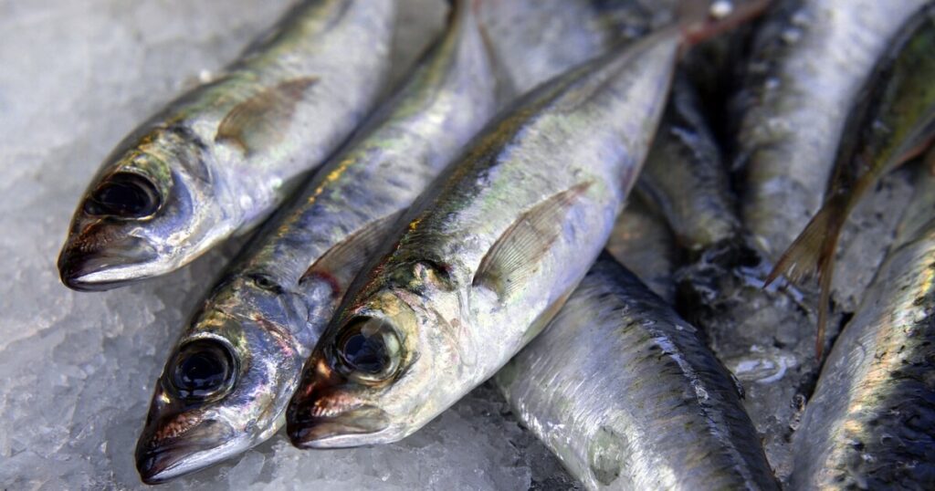 fresh sardines on ice market