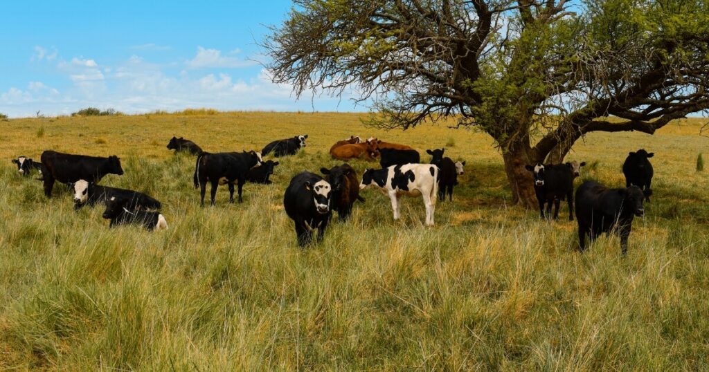 grass-fed cattle grazing