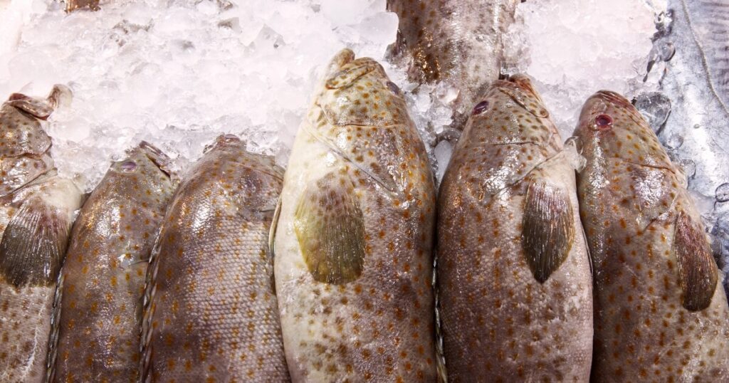 grouper on ice market