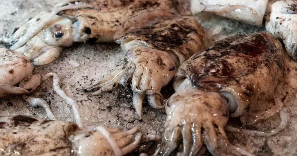 raw cuttlefish inked at market