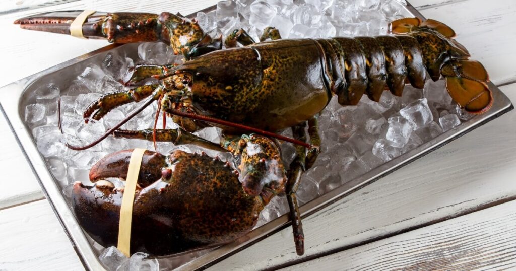 raw lobster on ice