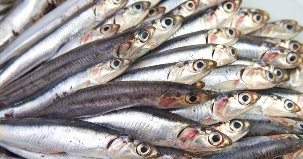 what anchovies look like