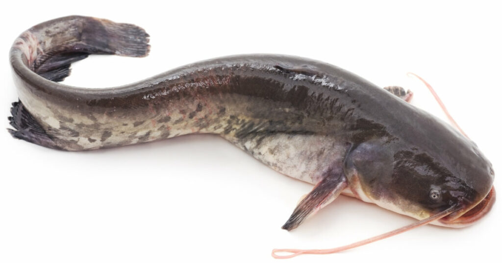 what catfish looks like