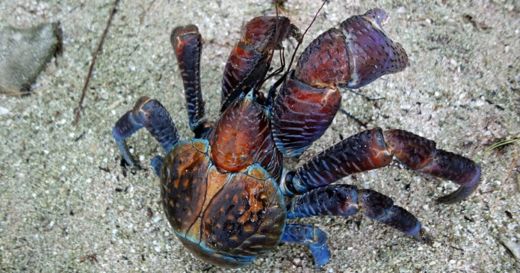 what coconut crab looks like