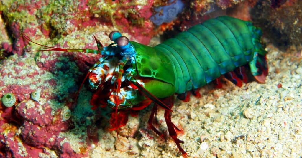 what do mantis shrimp look like