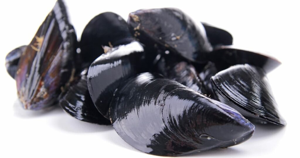 what do mussels look like shells