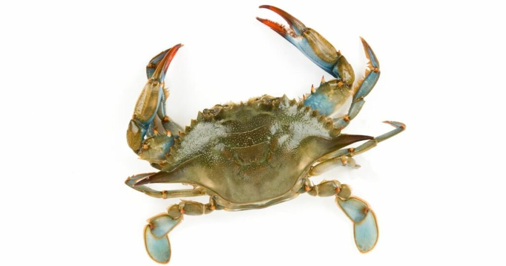 what does blue crab look like