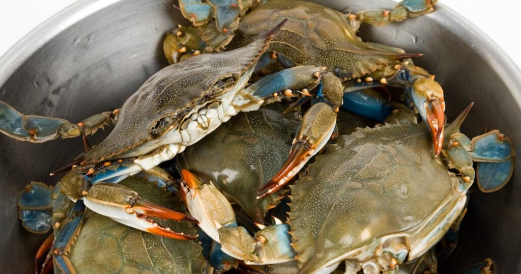 What Does Blue Crab Taste Like