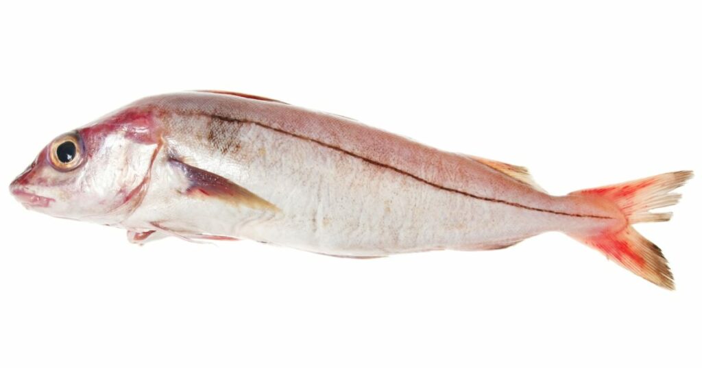 what does haddock look like