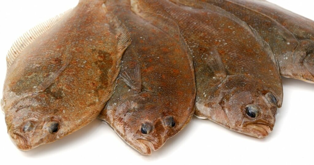 what flounder eyes look like