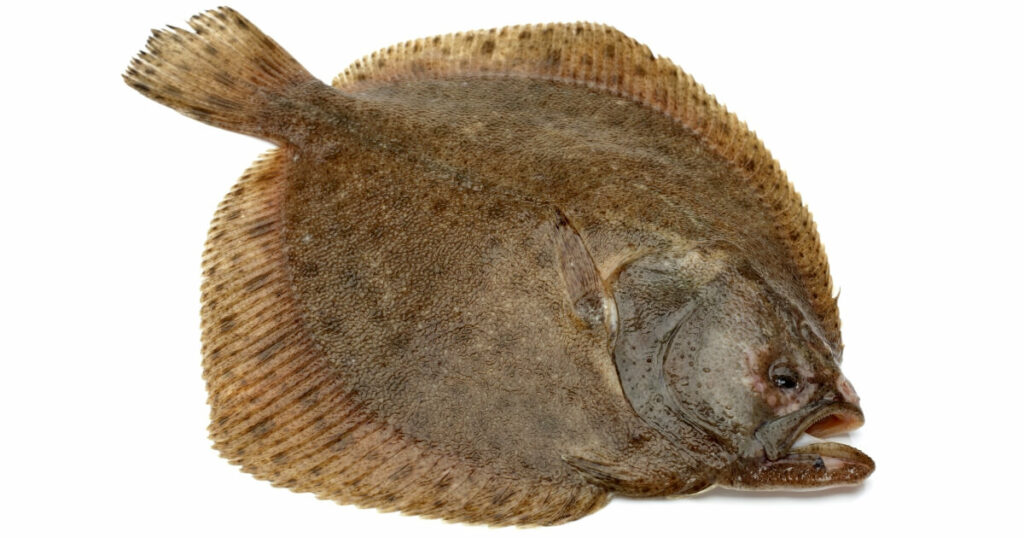 what flounder looks like