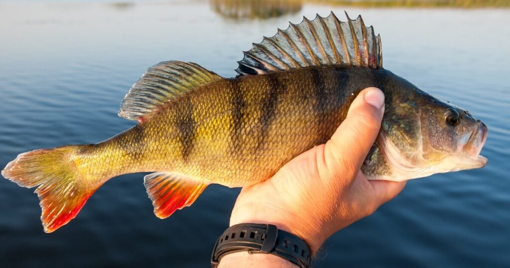 what freshwater perch looks like
