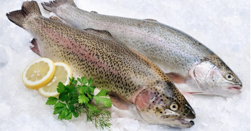 what rainbow trout looks like