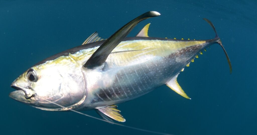 what yellowfin tuna looks like