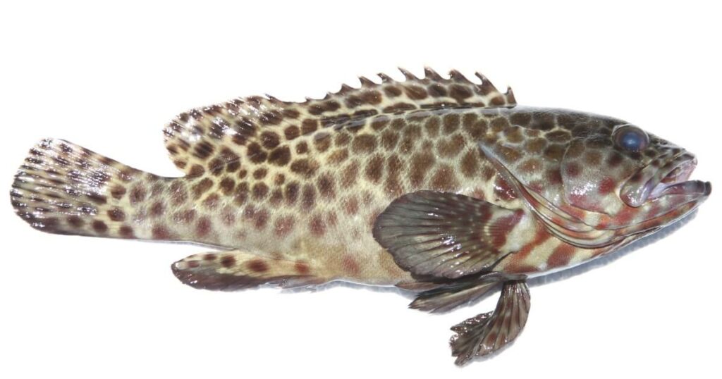 whole spotted grouper